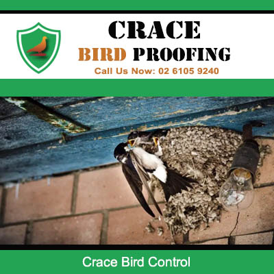 Bird nesting problem in Crace showing mud nest built on residential building structure