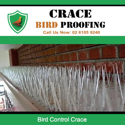 Professional bird proofing spikes on building exterior at Crace property for effective bird control