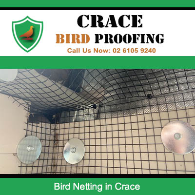 Professional bird netting protecting indoor ceiling area from pest birds in Crace ACT