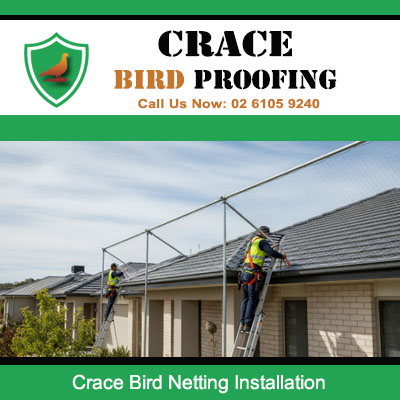 Bird netting installation in progress at Crace property with expert technicians on roof