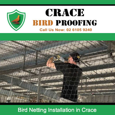 Professional technician installing bird netting in commercial warehouse ceiling at Crace