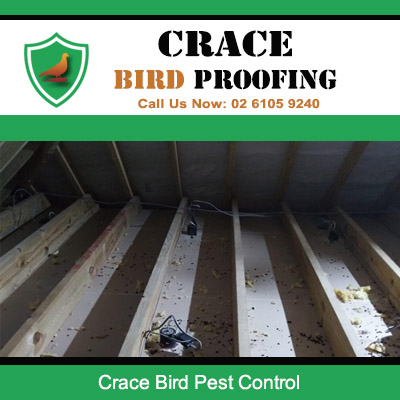Bird droppings and nesting debris under ceiling beams requiring bird pest control services in Crace