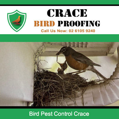 Indian myna bird nesting on light fixture inside Crace home requiring bird pest control services