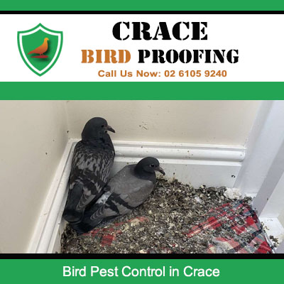 Bird nesting with chicks in corner of Crace home requiring immediate bird pest control services