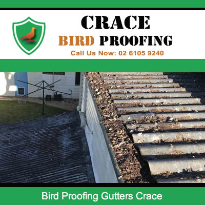 Crace residential gutters filled with bird droppings and nesting material before proofing installation