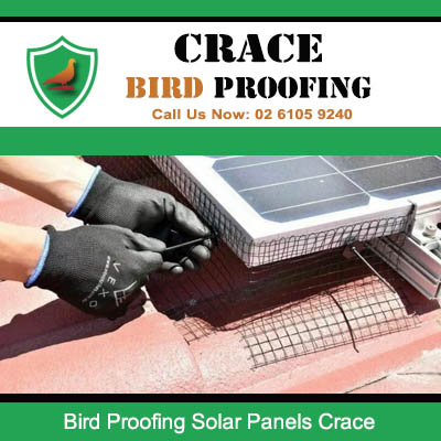 Bird control specialist securing protective mesh barrier under rooftop solar panel system in Crace ACT